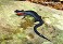 Tennessee's Watchable Wildlife