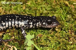 Tennessee's Watchable Wildlife