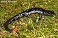 Tennessee's Watchable Wildlife