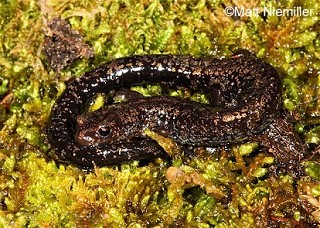 Tennessee's Watchable Wildlife