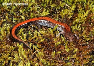 Tennessee's Watchable Wildlife