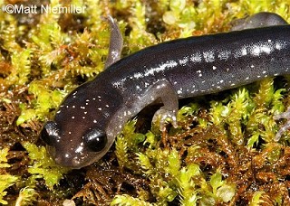 Tennessee's Watchable Wildlife