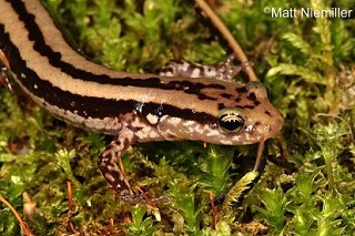 Tennessee's Watchable Wildlife