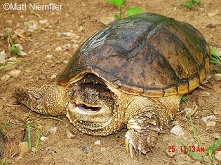 Tennessee's Watchable Wildlife