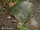 Tennessee's Watchable Wildlife