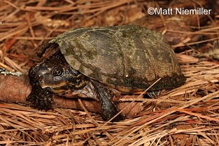 Tennessee's Watchable Wildlife