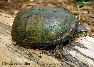 Tennessee's Watchable Wildlife