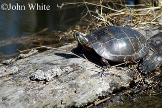 Tennessee's Watchable Wildlife