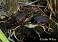 Tennessee's Watchable Wildlife