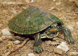 Tennessee's Watchable Wildlife