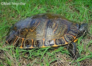 Tennessee's Watchable Wildlife