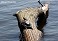 Tennessee's Watchable Wildlife