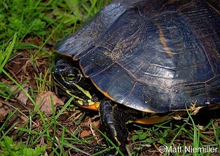 Tennessee's Watchable Wildlife