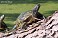 Tennessee's Watchable Wildlife
