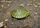 Tennessee's Watchable Wildlife