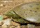 Tennessee's Watchable Wildlife