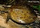 Tennessee's Watchable Wildlife