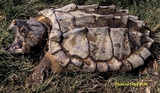 Tennessee's Watchable Wildlife