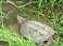 Tennessee's Watchable Wildlife