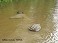 Tennessee's Watchable Wildlife