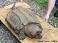 Tennessee's Watchable Wildlife
