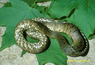 Tennessee's Watchable Wildlife