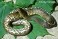 Tennessee's Watchable Wildlife