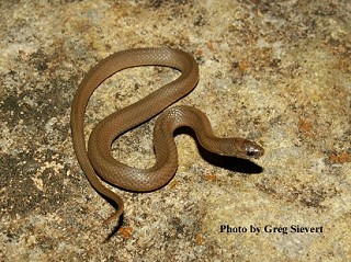 Tennessee's Watchable Wildlife