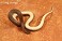 Tennessee's Watchable Wildlife