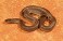 Tennessee's Watchable Wildlife