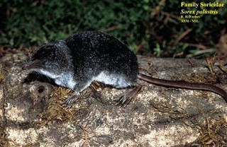 Tennessee's Watchable Wildlife
