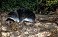Tennessee's Watchable Wildlife
