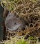 Tennessee's Watchable Wildlife