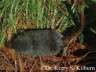Tennessee's Watchable Wildlife