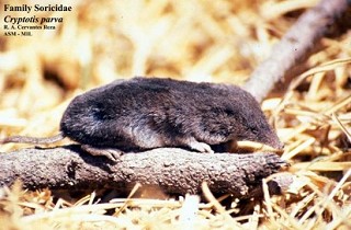 Tennessee's Watchable Wildlife