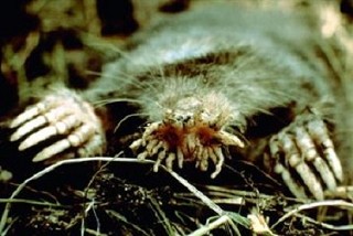 Tennessee's Watchable Wildlife