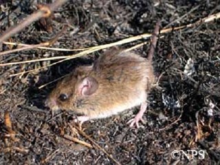 Tennessee's Watchable Wildlife