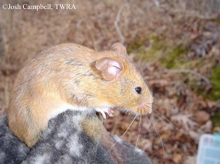 Tennessee's Watchable Wildlife