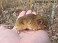 Tennessee's Watchable Wildlife