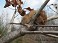 Tennessee's Watchable Wildlife