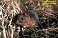 Tennessee's Watchable Wildlife