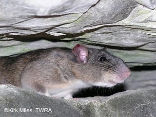 Tennessee's Watchable Wildlife