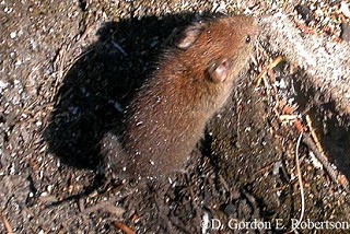 Tennessee's Watchable Wildlife