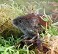 Tennessee's Watchable Wildlife