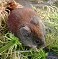 Tennessee's Watchable Wildlife