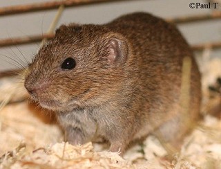 Tennessee's Watchable Wildlife