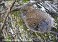 Tennessee's Watchable Wildlife