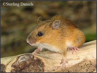 Tennessee's Watchable Wildlife