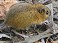 Tennessee's Watchable Wildlife