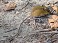 Tennessee's Watchable Wildlife